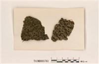 藏品(銹疣衣屬)的圖片